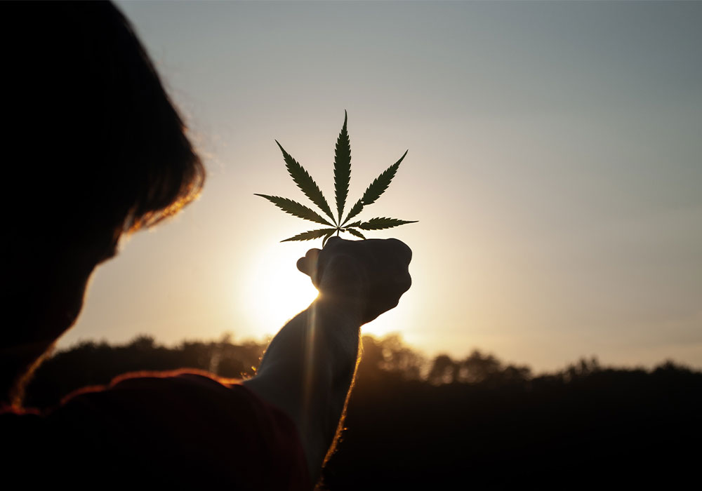 Why Medical Cannabis